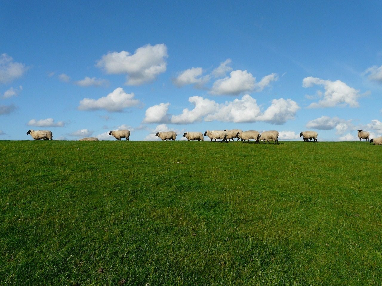Rural Information, Advice and Assistance